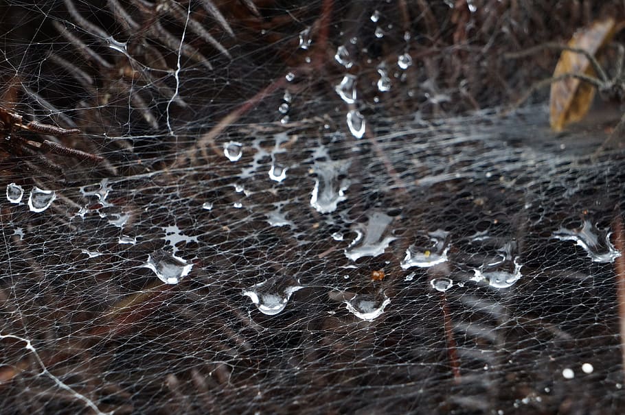 drops, net, nature, macro, pattern, network, raindrop, spider HD wallpaper