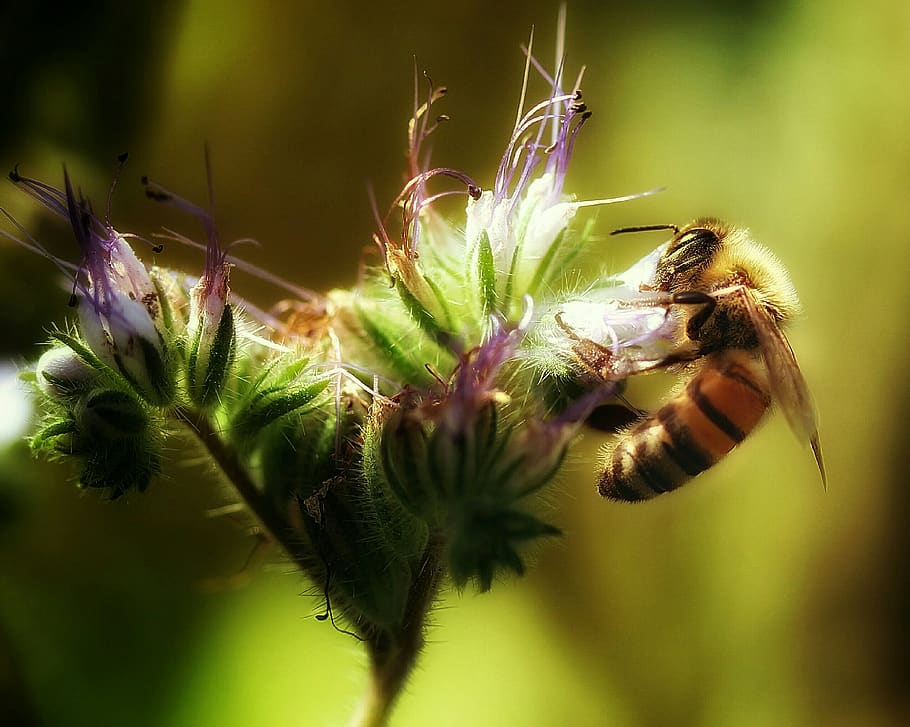 bee, always, pollen, nectar, beekeeper, beekeeping, fertilize HD wallpaper