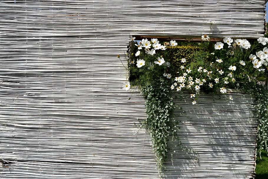 summer, flowers, white, wall, bloom, plant, no people, day HD wallpaper