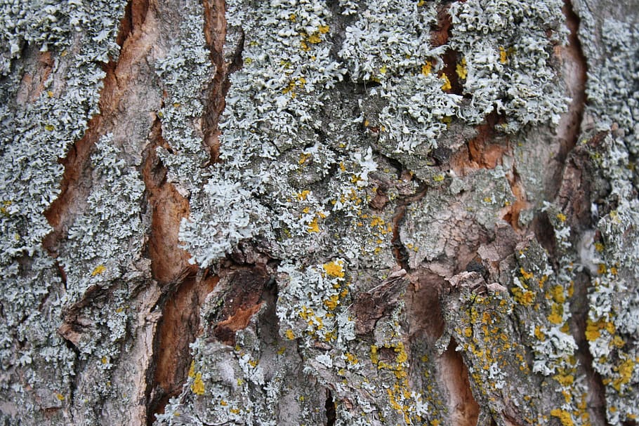 Bark, Lichen, Nature, Tree, Stump, Wood, outdoor, rough, broken HD wallpaper