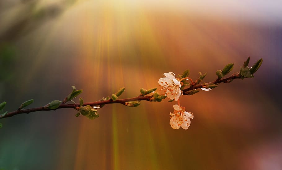 photo of white petal flower, flowers, casey, spring, sun, rays HD wallpaper