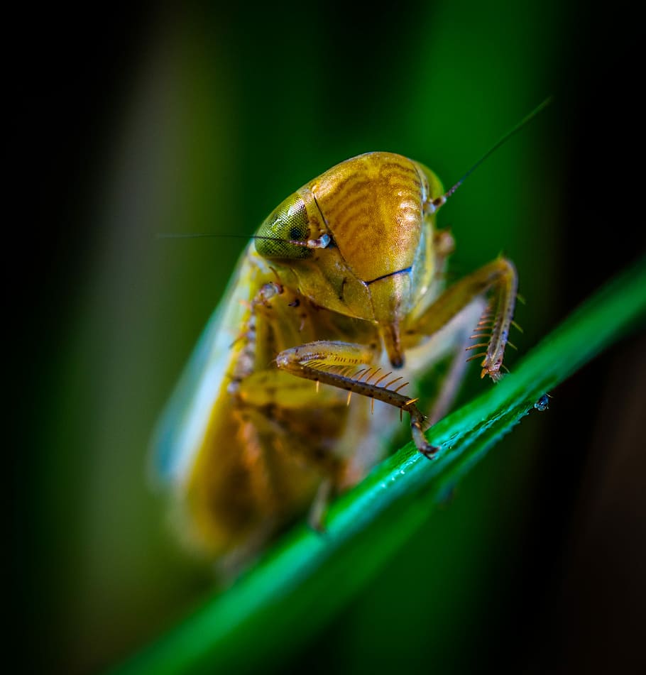 macro, insect, bespozvonochnoe, for ordinary high rot leafhopper, HD wallpaper