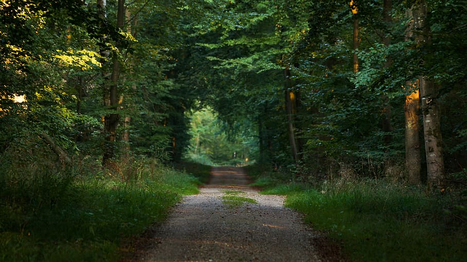 photo of pathway between trees, dirt road between green tall tress HD wallpaper