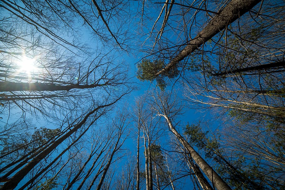 worm's eye view of bare trees during daytime, perspective, wood HD wallpaper
