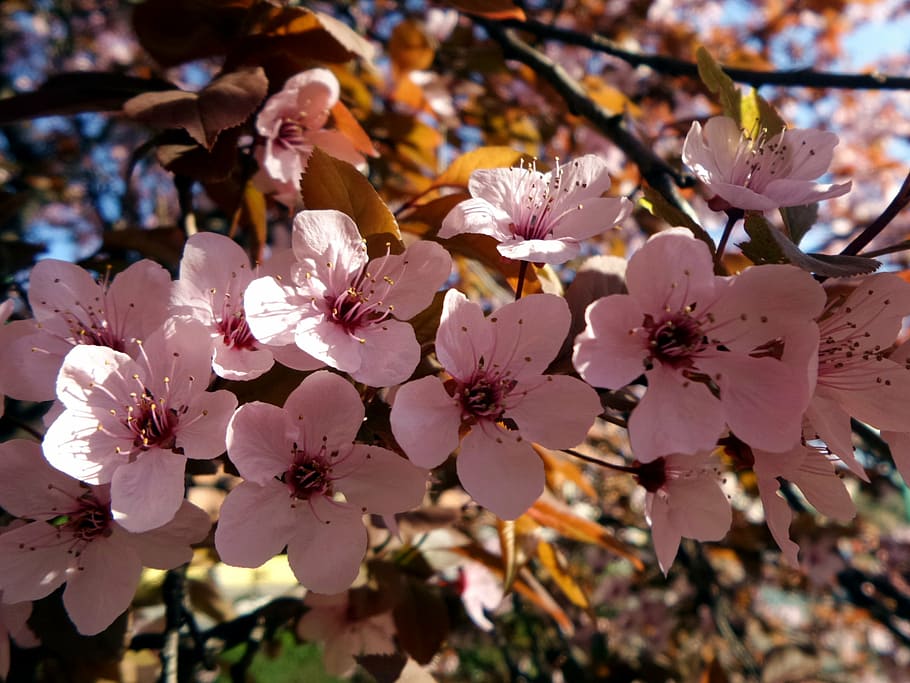 wood, flower, spring, nature, tree, branch, petal, springtime HD wallpaper