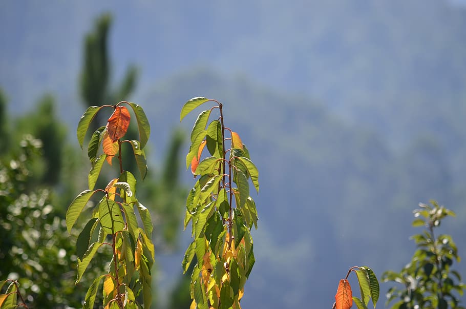 galicia, sun, dacova, growth, plant, focus on foreground, beauty in nature HD wallpaper