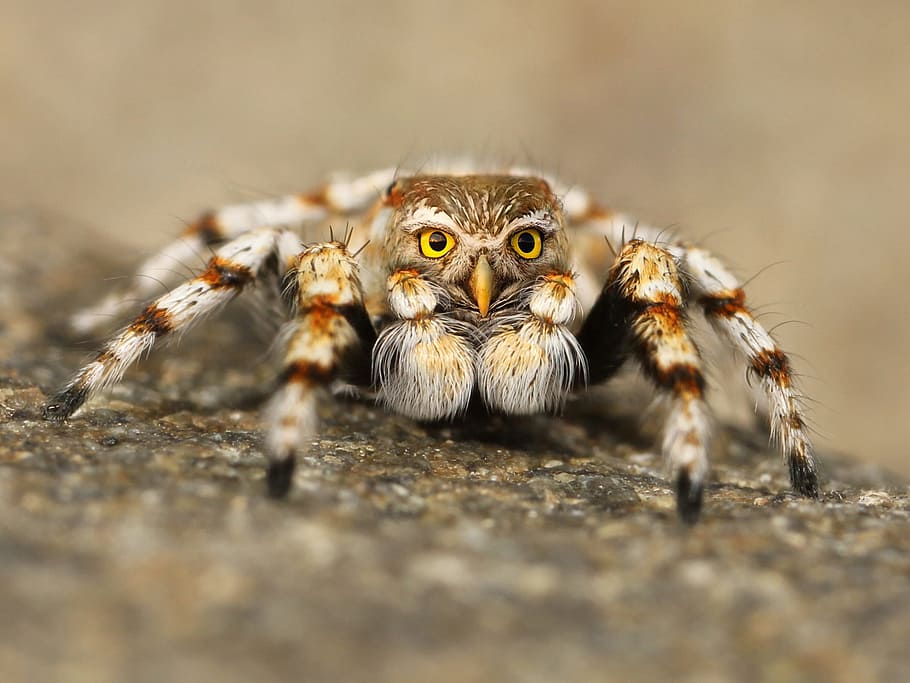 owl faced jumping spider photo manipulation in macro shot, speule