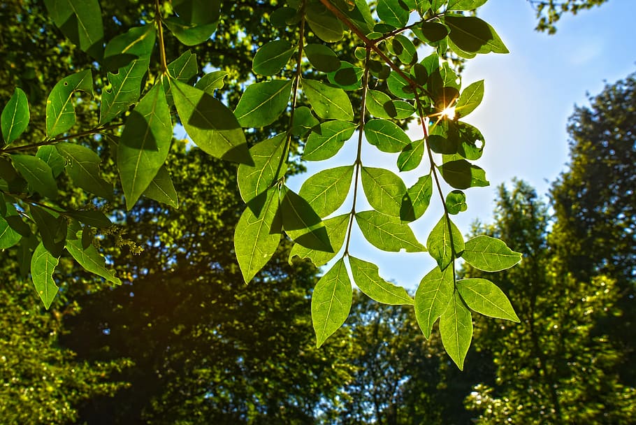 tree, branch, leaves, foliage, sunlight, leaf, plant part, green color HD wallpaper