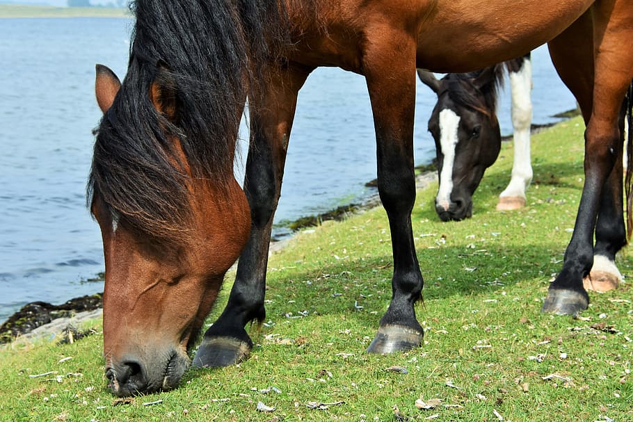 horses, browser, moons, pasture, water, animal, animal themes HD wallpaper