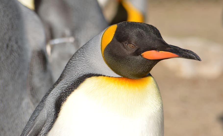 Emperor penguin, zoo, animal themes, bird, animal wildlife HD wallpaper