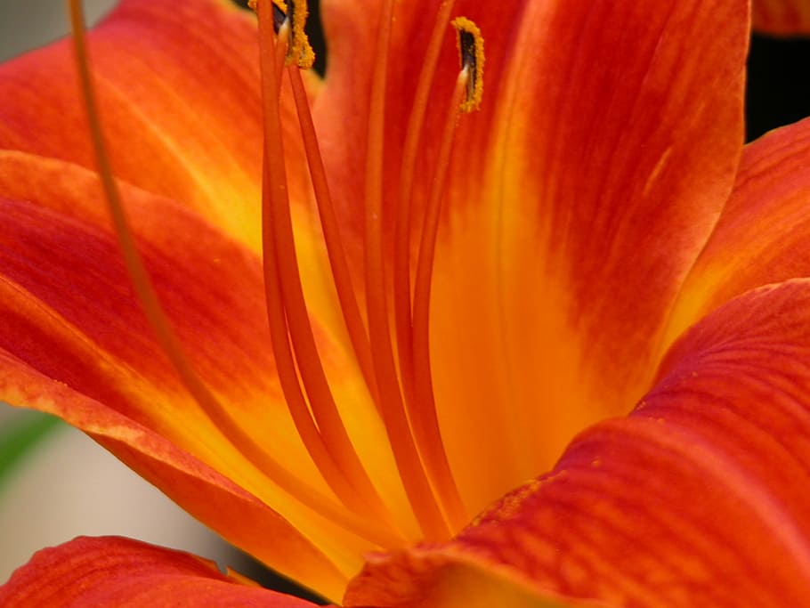 Day Lily, Orange, Open, flower, petal, flower head, freshness HD wallpaper