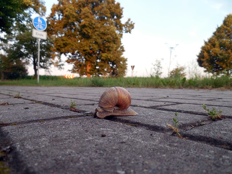 snail, shell, mollusk, snail shell, slowly, tree, road, day HD wallpaper