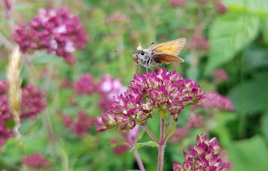 Butterfly, Small Skipper, nature, insect, flight insect, wild marjoram HD wallpaper