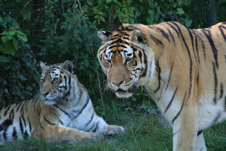 animals, tiger, predator, striped, wildlife, carnivore, bengal Tiger HD wallpaper