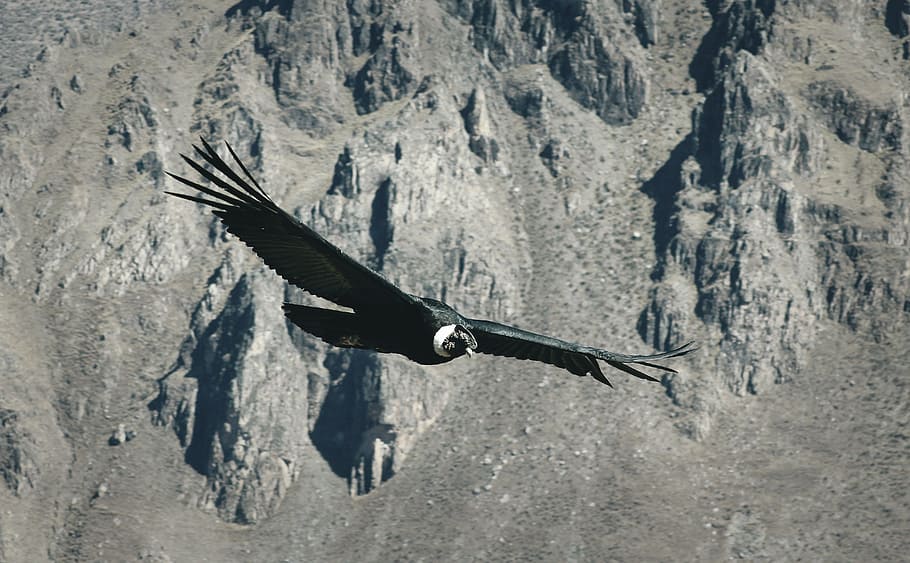 black bird flying over gray mountain, aerial photography of black bird flying on sky