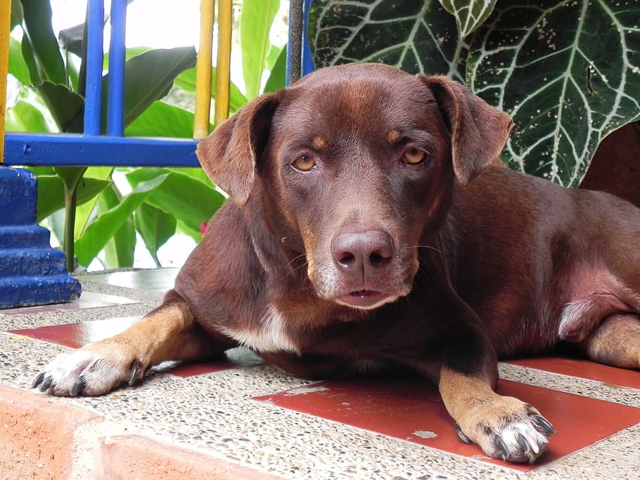 labrador, dog, animals, canine, one animal, domestic, pets HD wallpaper