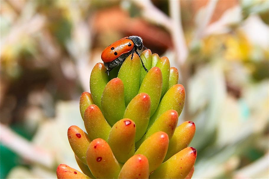 Insect, Plant, Garden, cactus, close-up, nature, focus on foreground HD wallpaper