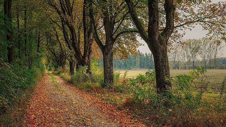 pathway between trees, away, avenue, forest, nature, tree lined avenue HD wallpaper