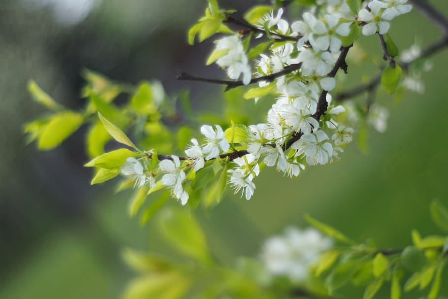 tree, flower, green, white, branch, fruit tree, garden, nature HD wallpaper