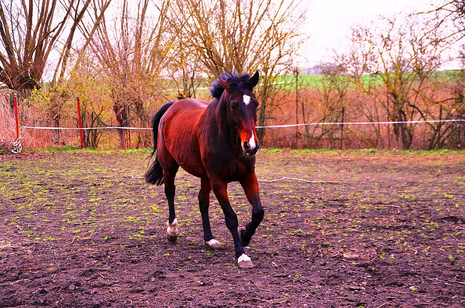 HD wallpaper: horse, animal, ride, gallop, trot, domestic, one animal,  domestic animals | Wallpaper Flare