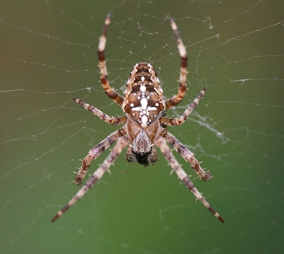Spider, Web, Macro, Sunlight, Animal, spooky, horror, legs, HD wallpaper