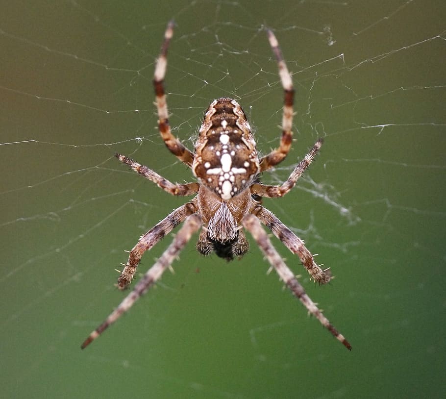 Spider, Web, Macro, Sunlight, Animal, spooky, horror, legs HD wallpaper