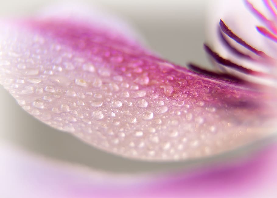 macro photography of flower, Clematis, Blossom, Bloom, Close HD wallpaper