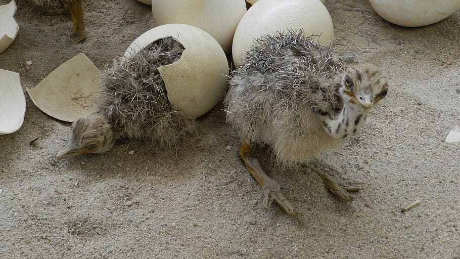nature, animal, egg, easter, small, animal themes, mammal, high angle view HD wallpaper