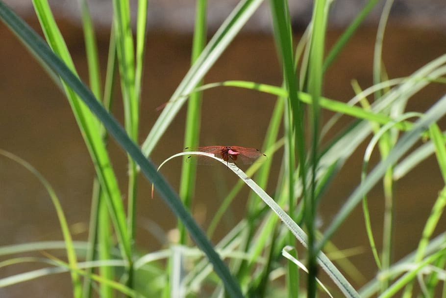 nature, firefly, butterfly, plant, animal themes, one animal HD wallpaper