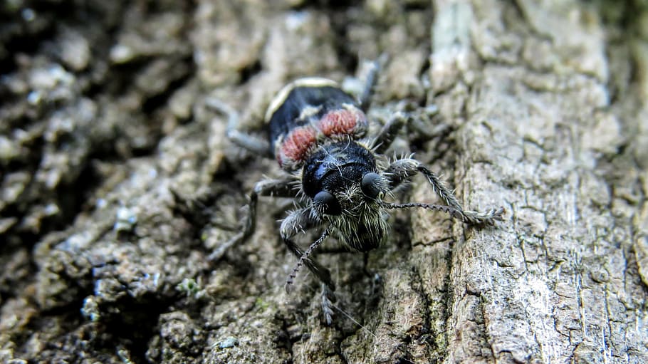 nature, macro, insect, arthropod, animal, finding the, animal themes HD wallpaper