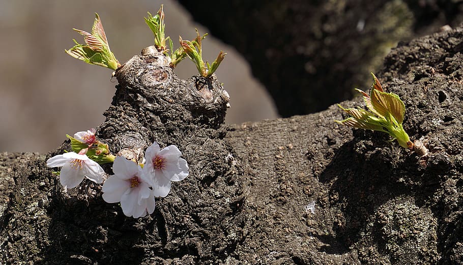 cherry, blossom, spring, pink, tree, flower, bloom, cherry blossom HD wallpaper
