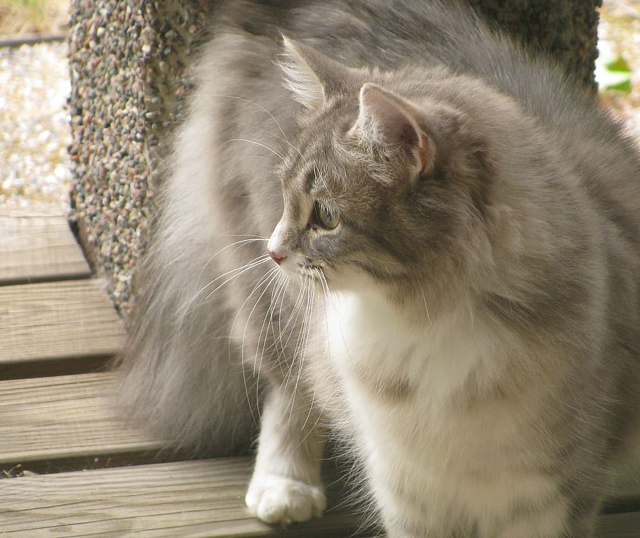 gray cat, summer, pet, curious, a gray cat, animals, mammal HD wallpaper