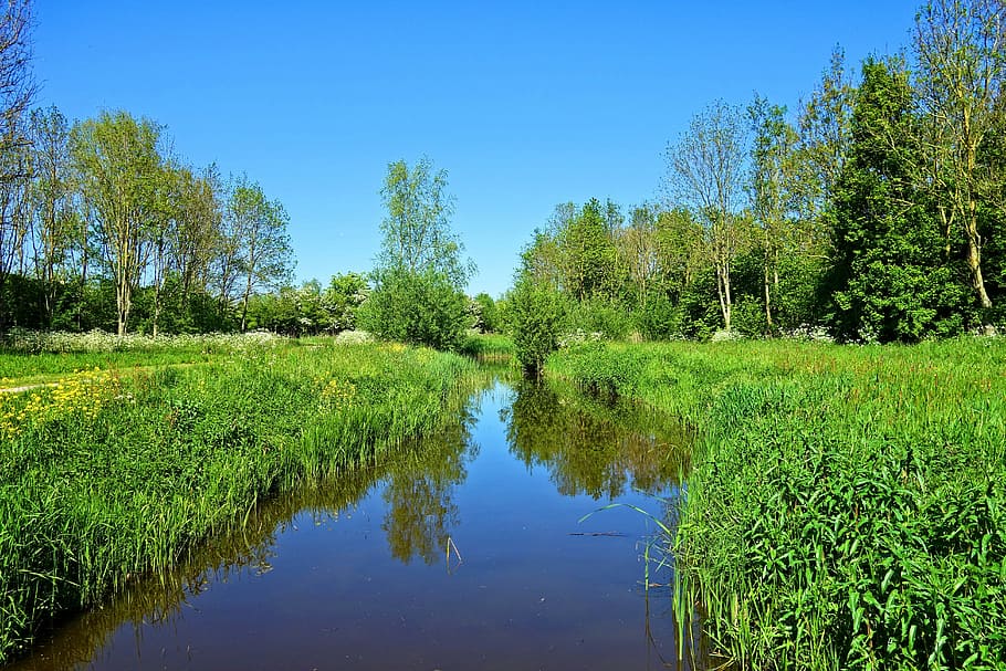 body of water surround by trees, creek, fields, grass, reflections HD wallpaper