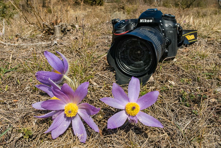 camera, pasque flower, pulsatilla, spring, nature, pasqueflower HD wallpaper