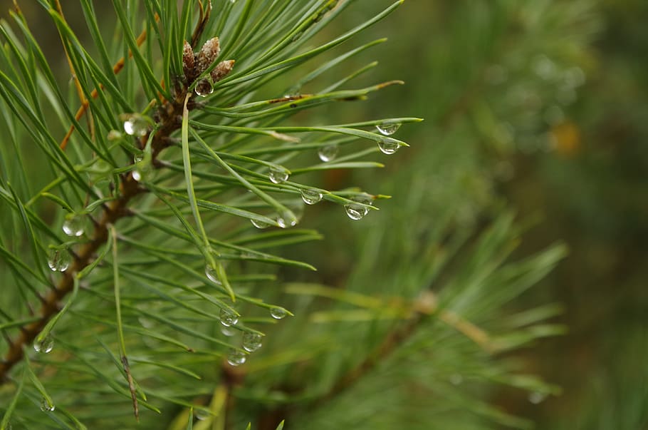 Forest, Sprig, Needles, rain drops, closeup, nature, close-up HD wallpaper