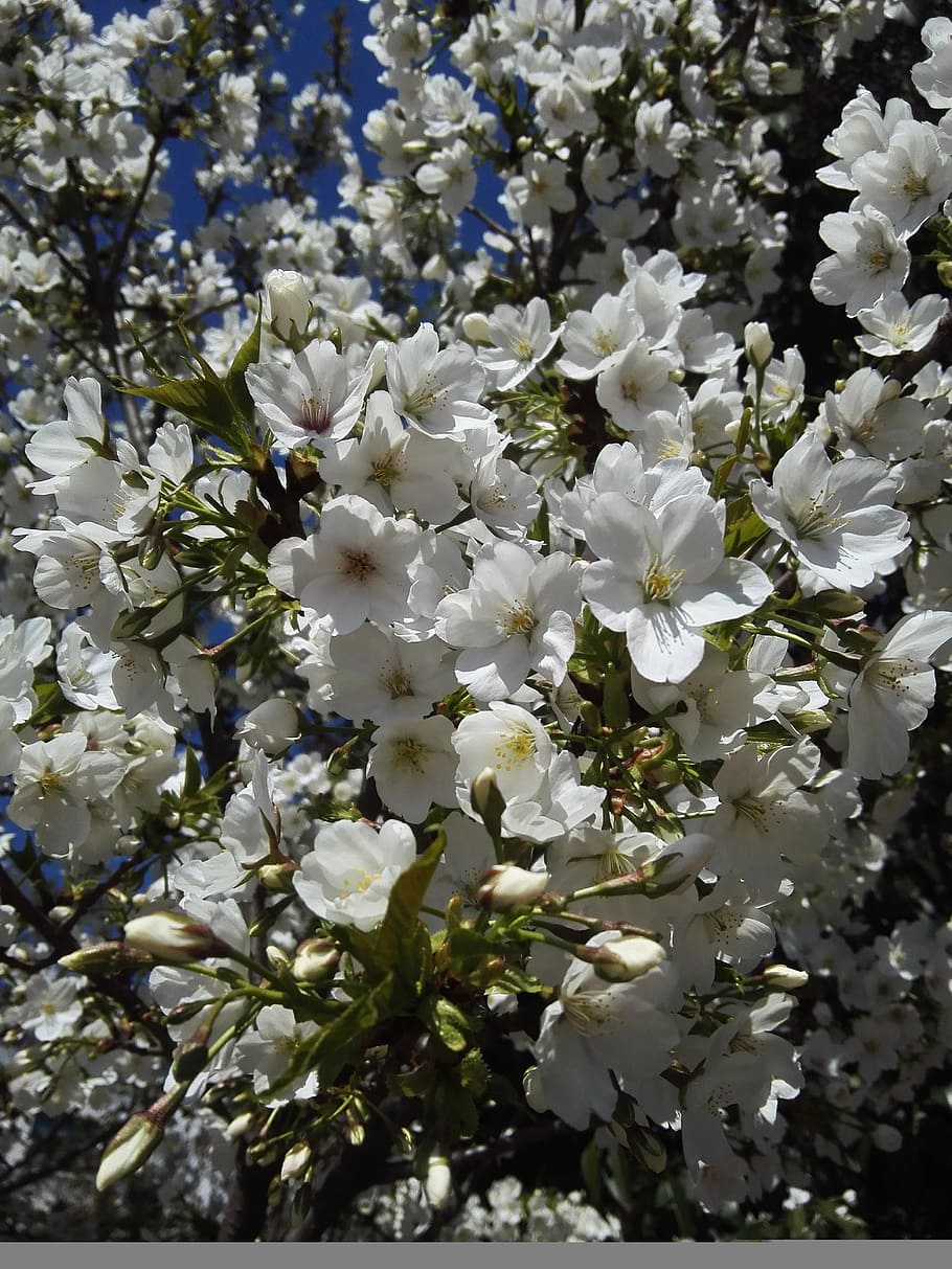 flower, white, beautiful, flowering plant, beauty in nature HD wallpaper