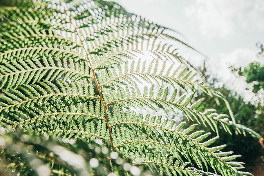 fern plant leaf, green leaf fern, foliage, backlit, backlit leaf HD wallpaper