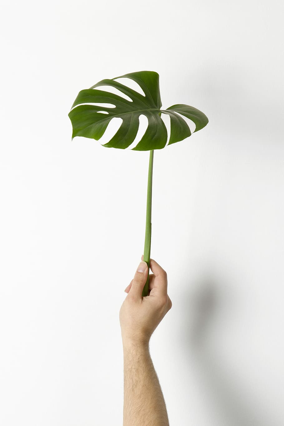 person holding green leaf, person holding swiss cheese leaf, minimal HD wallpaper