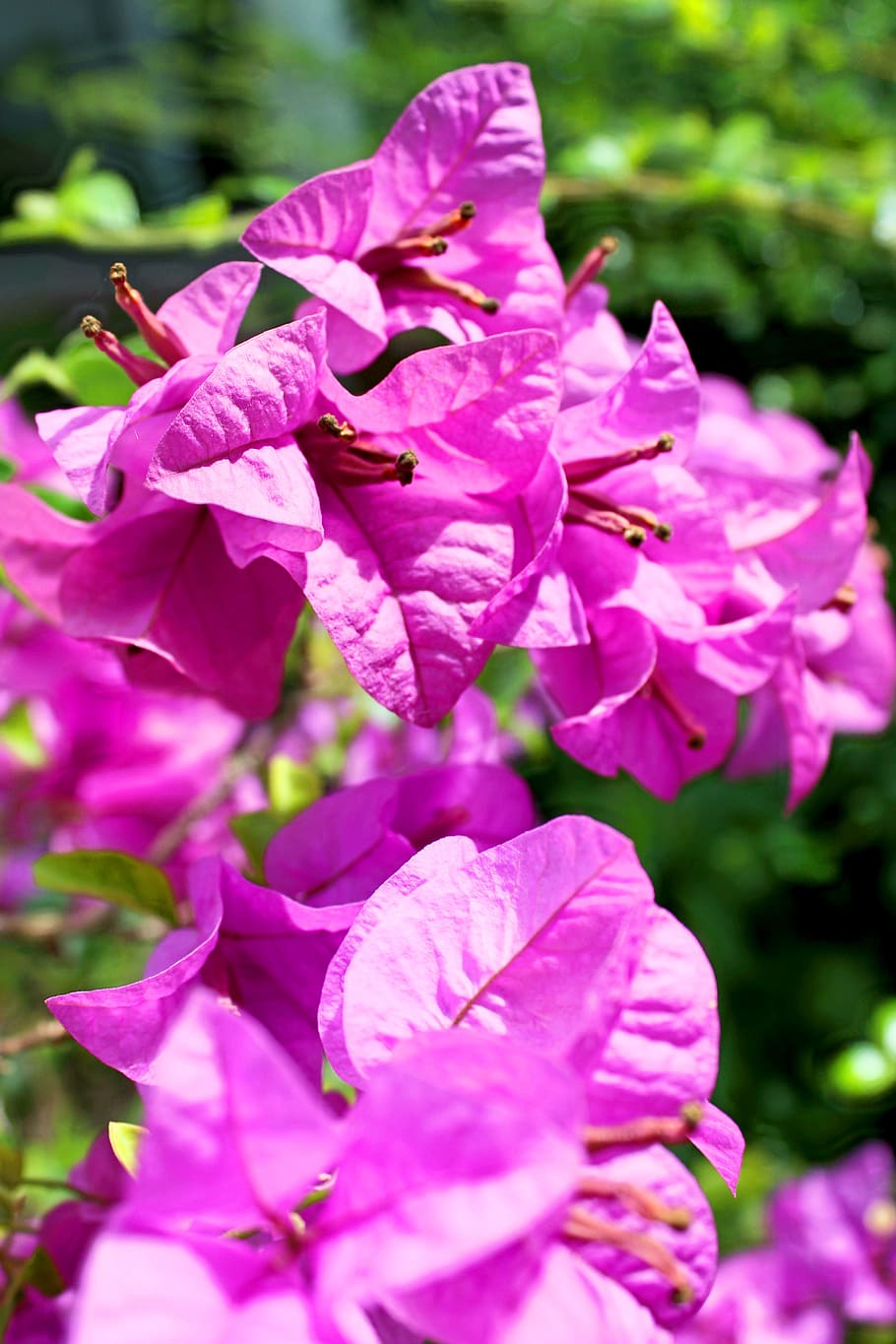 nature, flowers, garden, petals, bloom, blooming, blossom, blur HD wallpaper