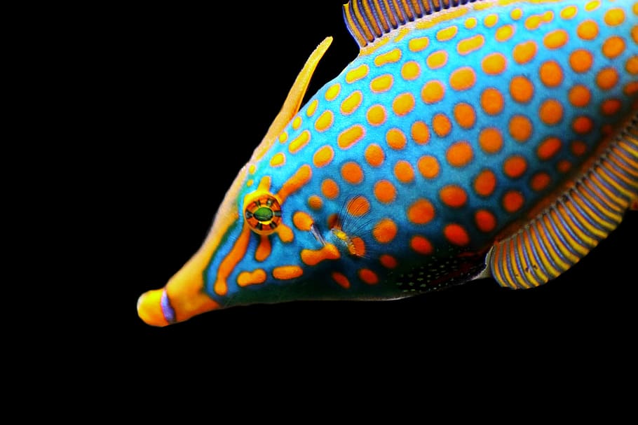 closeup photo of blue and orange fish, exotic, meeresbewohner