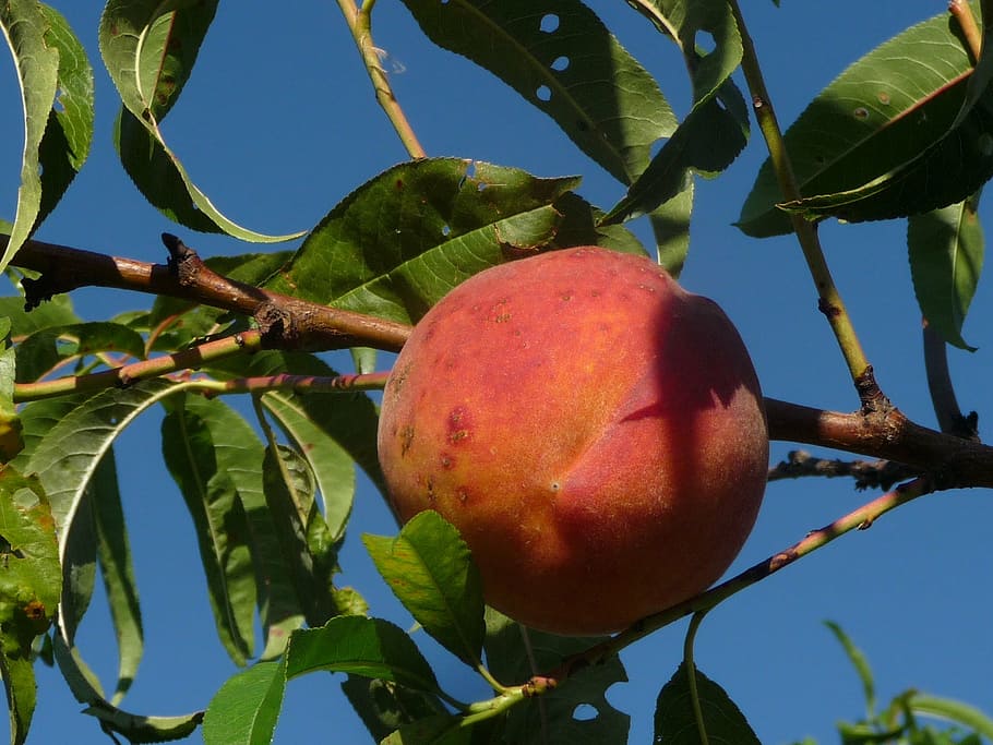 peach, fruit, peach tree, peaches, eat, juicy, ripe, red, domestic HD wallpaper