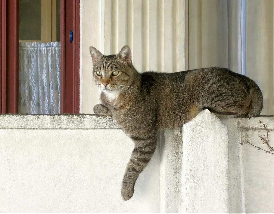 cat, wall, animal, window, house, feline, domestic, domestic Cat HD wallpaper