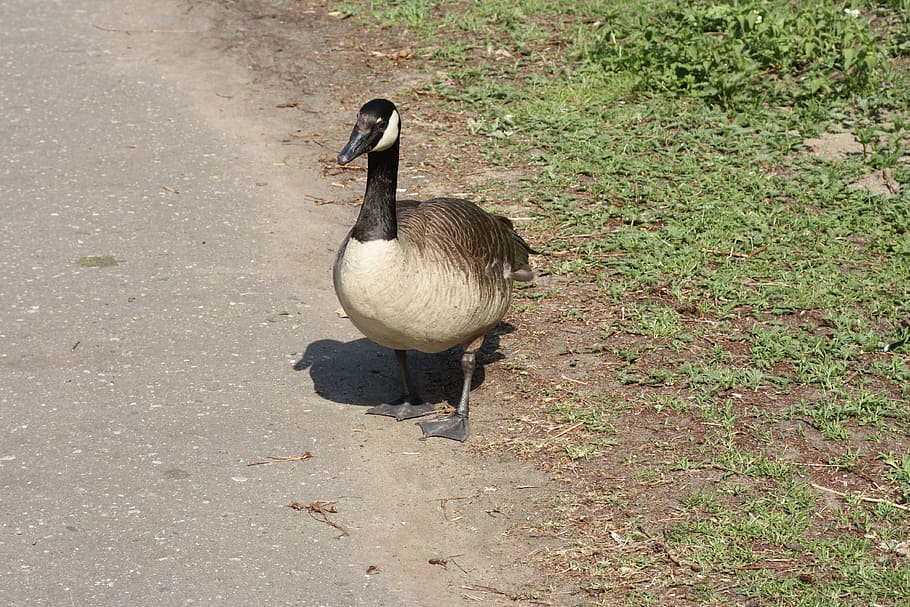 Duck, Drake, bird, goose, canada Goose, nature, animal, water Bird HD wallpaper