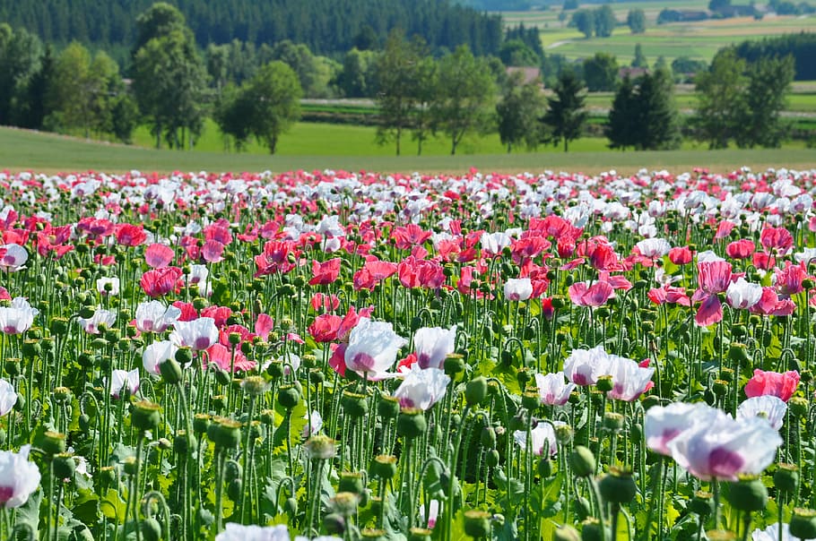 poppy, thriving mohnfeld, nature, flower, summer, springtime, HD wallpaper