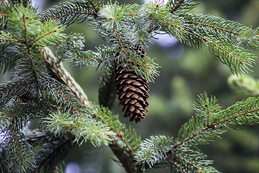 pine, iglak, pine cone, tree, twigs, branch, forest, nature HD wallpaper