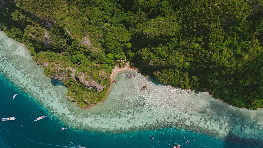 aerial, view, green, trees, plant, beach, sand, coast, shore HD wallpaper