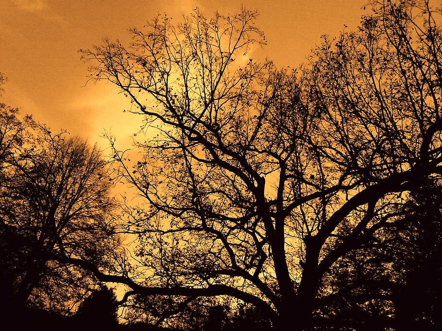 Forest, Trees, Evening, Branch, Branches, branch branches, autumn forest HD wallpaper