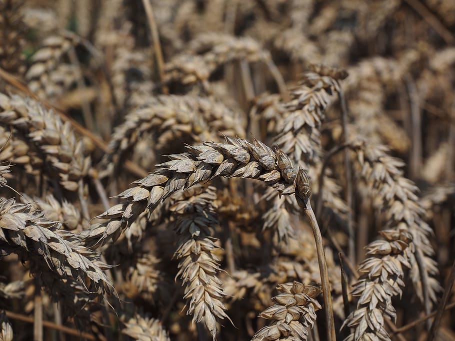 Wheat, Spike, Cereals, Grain, Field, wheat field, cornfield HD wallpaper