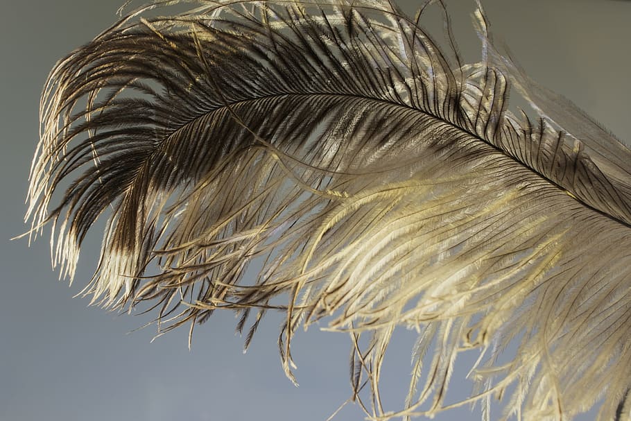 strauss spring, feather, ease, close, bird feather, spring dress HD wallpaper