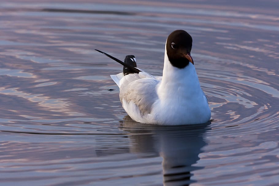 birds, water, animals in the wild, animal wildlife, animal themes HD wallpaper